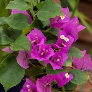 Meet your Posher, Joyce